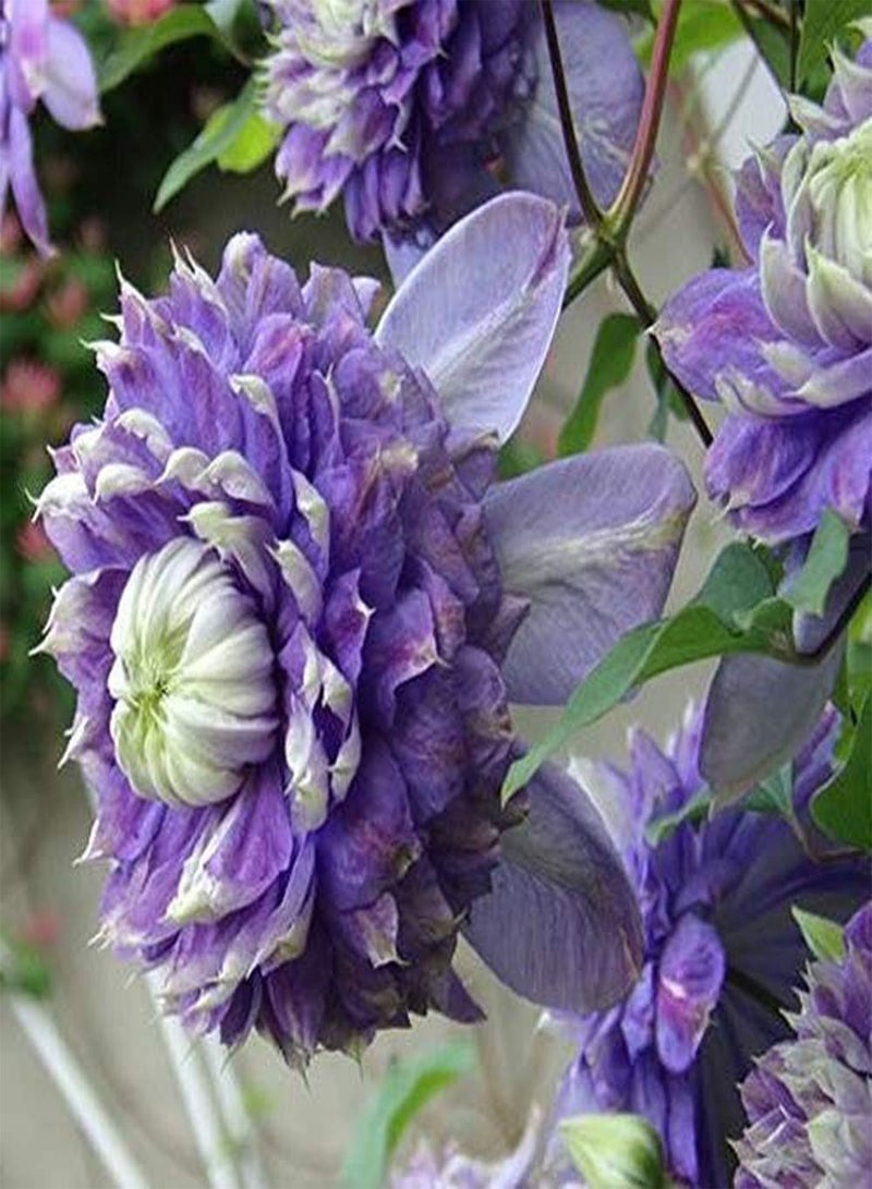 جي جوت بذور كليمنتس المعمرة، نوع مضغوط جذاب، زهرة أرجوانية فاتحة، درنات موروثة للزراعة في الحديقة أو في أصيص أو شرفة أو ديكور - Image 1