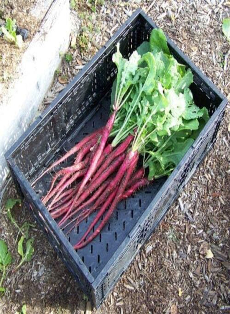 GGOOT Vegetable Italian Radish Candela DI Fuoco 750 Seeds