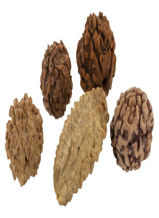 Maalavya Wood 2, 3 , 4, 5, 6 Mukhi Rudraksha