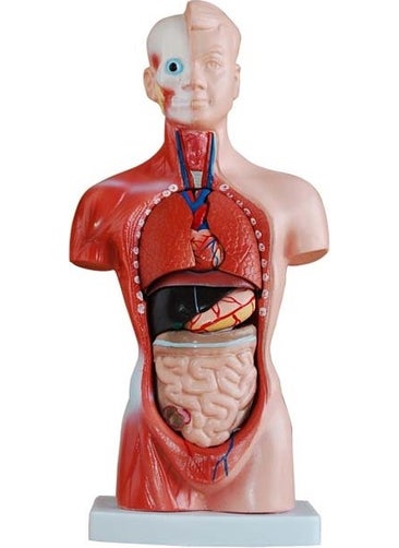 Medikal Market TR Medical Market TR Human Organ Model - Human Anatomy Model, 26 cm - 15 Pieces  - Image 1