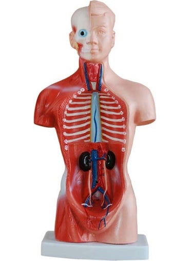 Medikal Market TR Medical Market TR Human Organ Model - Human Anatomy Model, 26 cm - 15 Pieces  - Image 2