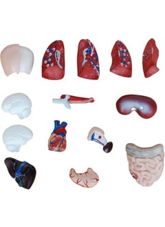 Medikal Market TR Medical Market TR Human Organ Model - Human Anatomy Model, 26 cm - 15 Pieces  - Image 3
