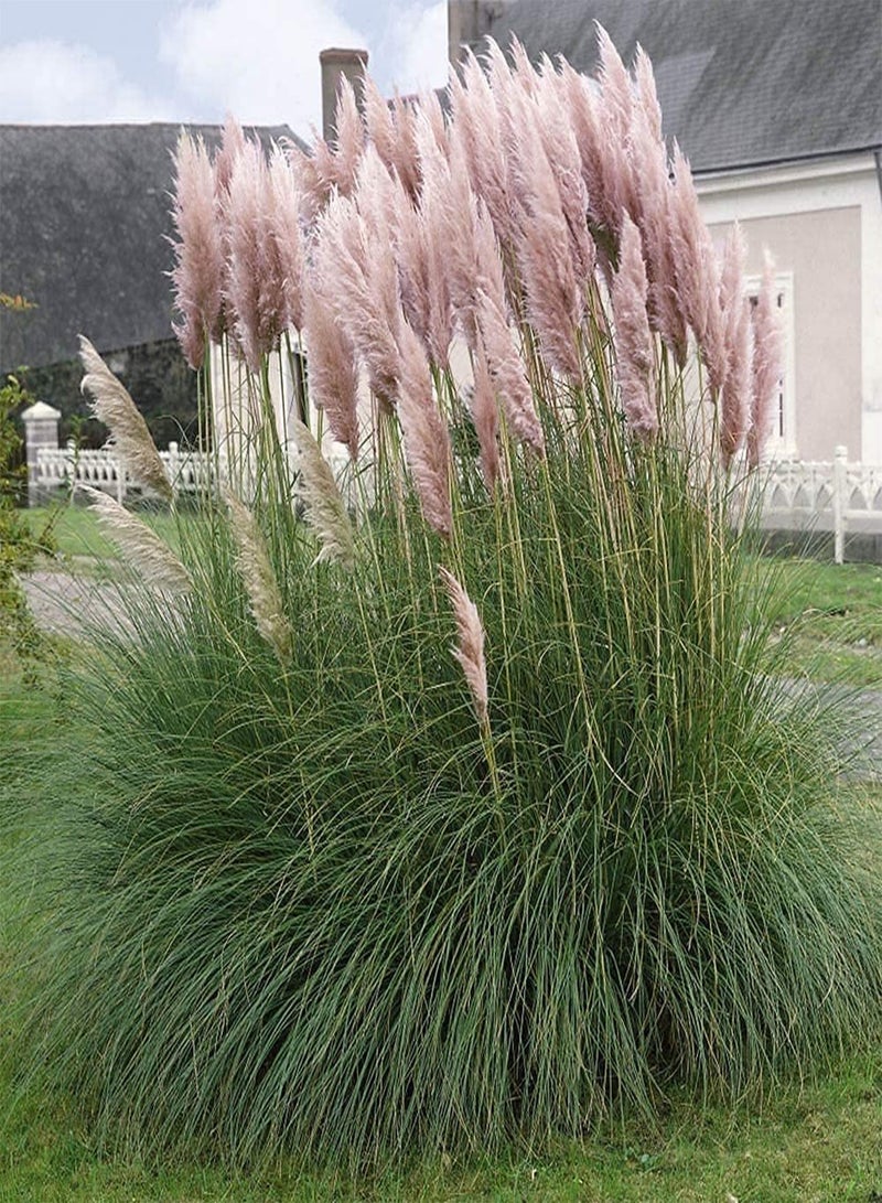 GGOOT 200pcs Pink Special Variety Pampas Grass Seeds Ideal Garden Material for Landscaping Landscape Design Has Good Ecological Effect - Image 3