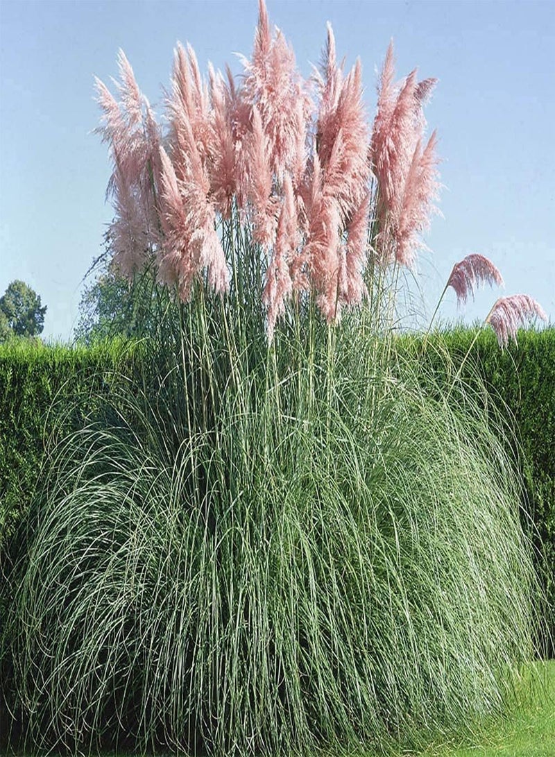 GGOOT 200pcs Pink Special Variety Pampas Grass Seeds Ideal Garden Material for Landscaping Landscape Design Has Good Ecological Effect - Image 1
