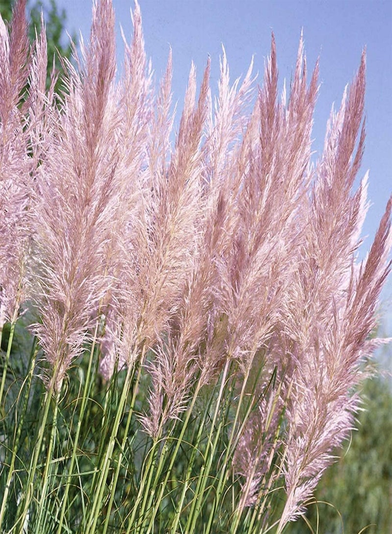 GGOOT 200pcs Pink Special Variety Pampas Grass Seeds Ideal Garden Material for Landscaping Landscape Design Has Good Ecological Effect - Image 2