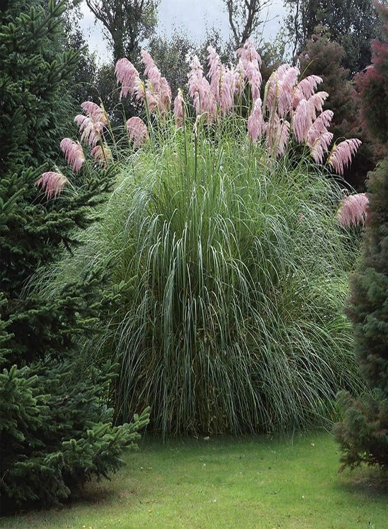 GGOOT 200pcs Pink Special Variety Pampas Grass Seeds Ideal Garden Material for Landscaping Landscape Design Has Good Ecological Effect - Image 4