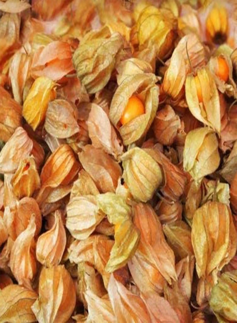 جي جوت عبوة من ٥٠ بذورًا من نبات الفيزاليس البيروفية | بذور طبيعية لزراعة محاصيل غزيرة في الهواء الطلق، حجم واحد - Image 3