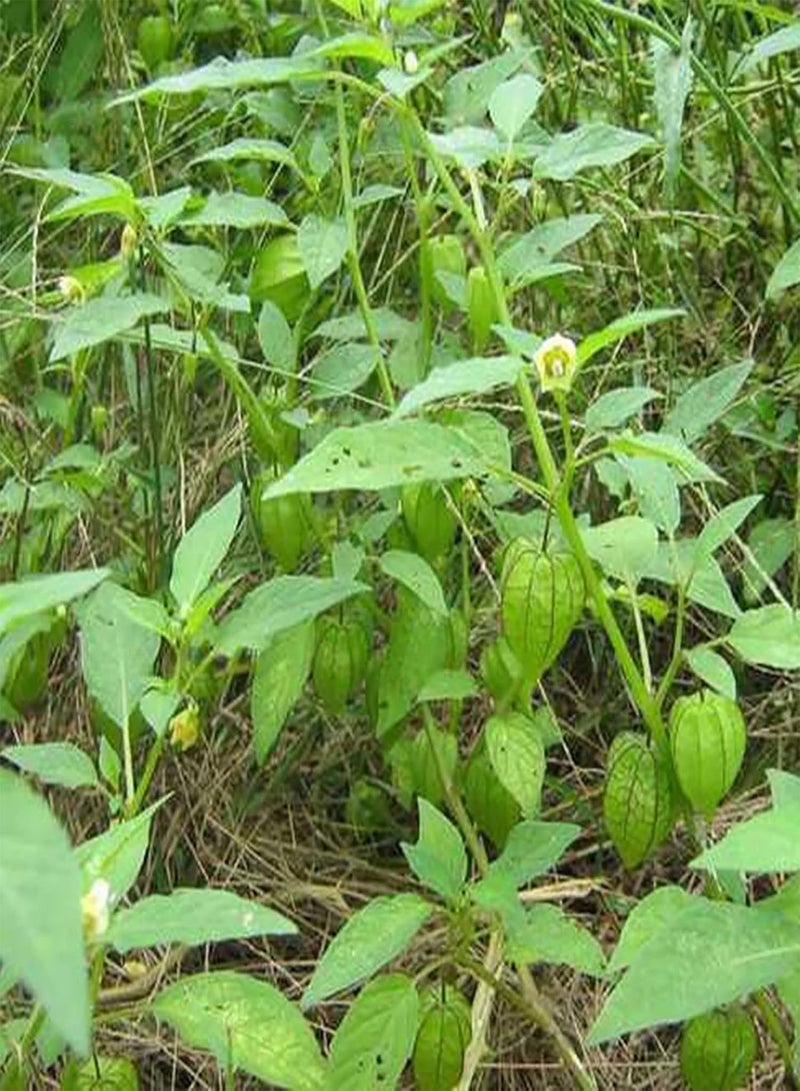 جي جوت عبوة من ٥٠ بذورًا من نبات الفيزاليس البيروفية | بذور طبيعية لزراعة محاصيل غزيرة في الهواء الطلق، حجم واحد - Image 4