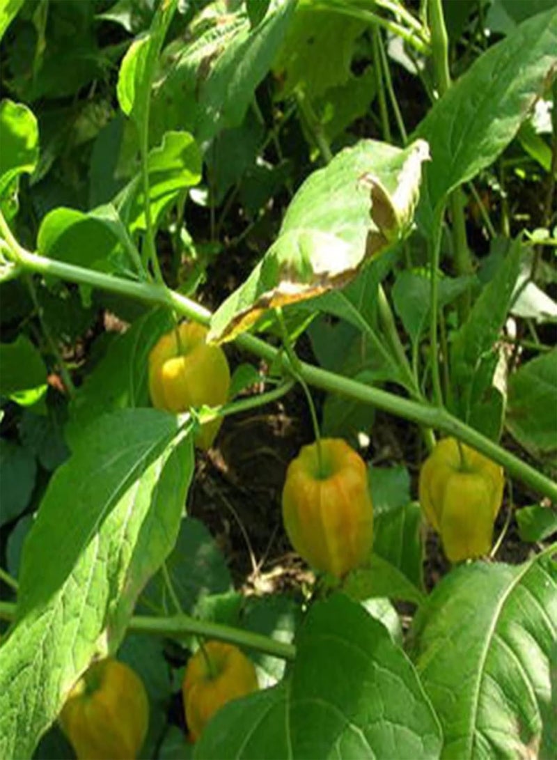 جي جوت عبوة من ٥٠ بذورًا من نبات الفيزاليس البيروفية | بذور طبيعية لزراعة محاصيل غزيرة في الهواء الطلق، حجم واحد - Image 5