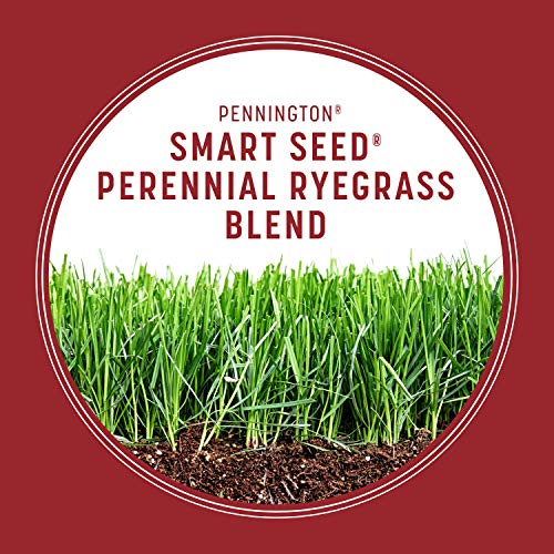 Pennington Smart Seed Perennial Ryegrass 3 lb - Image 5