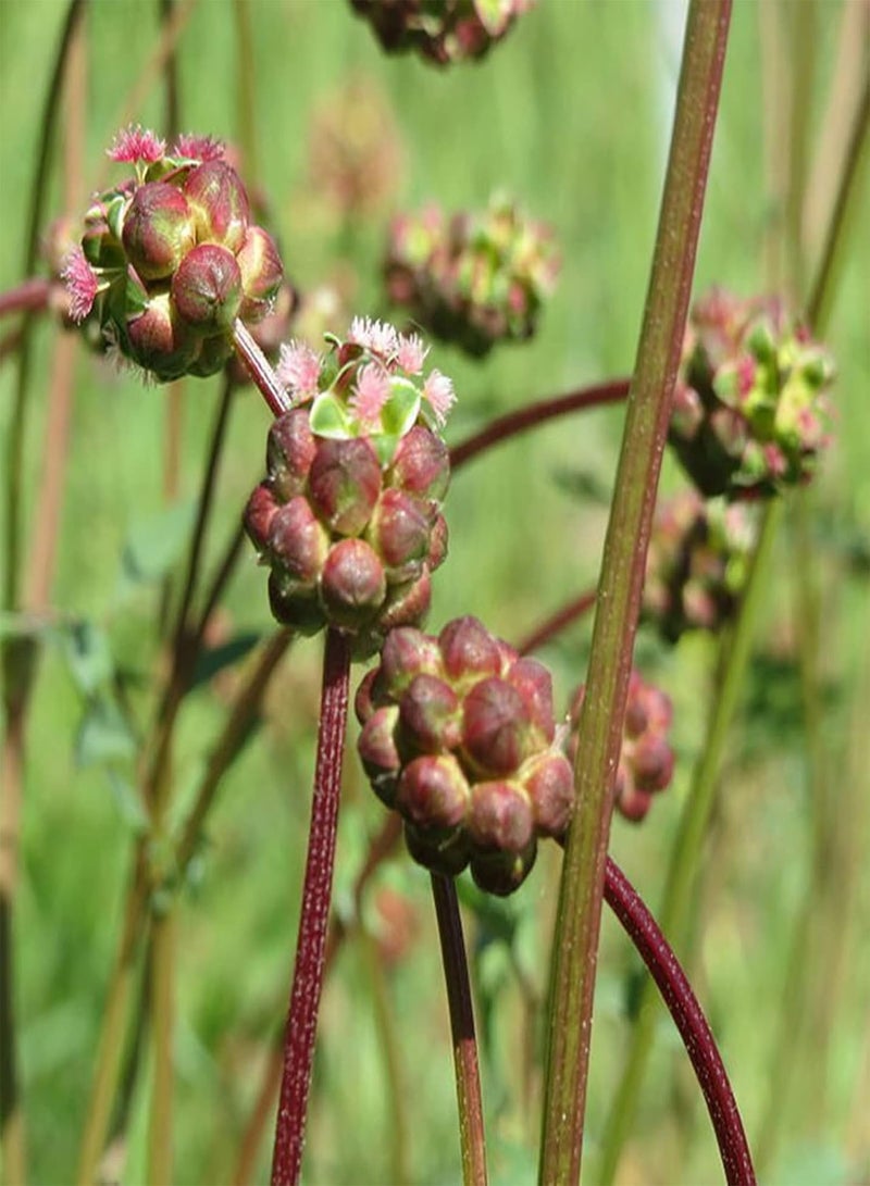 GGOOT 100Pcs/Bag Salad Burnet Seeds,Edible Non GMO Green Nutritious Tasty Vegetable Seeds for Home Planting Garden Yard Outdoor 1 Seed - Image 2