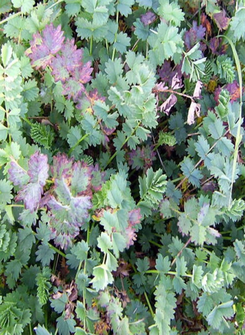 GGOOT 100Pcs/Bag Salad Burnet Seeds,Edible Non GMO Green Nutritious Tasty Vegetable Seeds for Home Planting Garden Yard Outdoor 1 Seed - Image 5