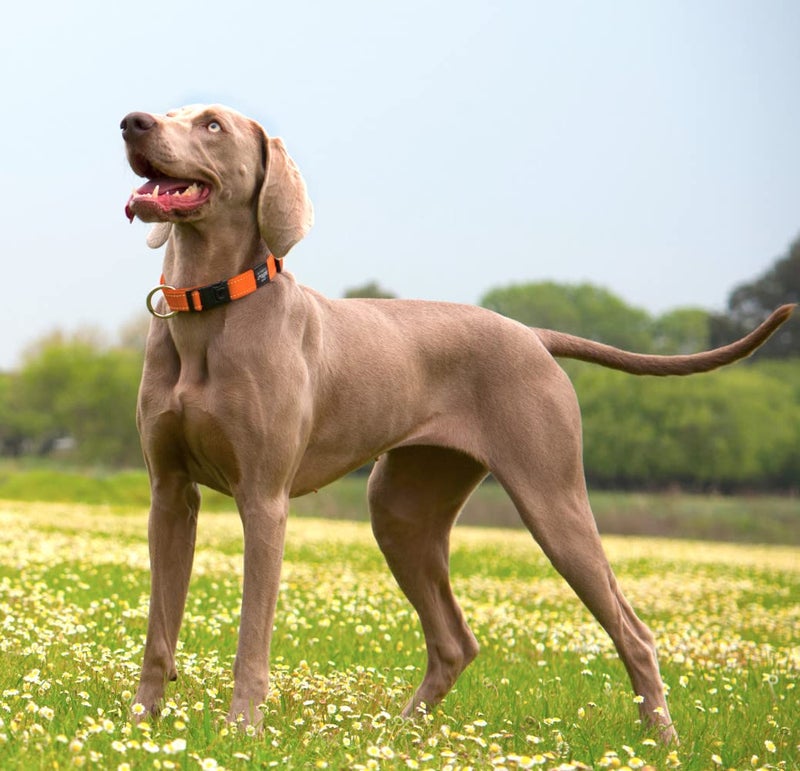 Rogz Reflective Dog Collar for Medium Dogs, Adjustable from 12-17 inches, Red - Image 5