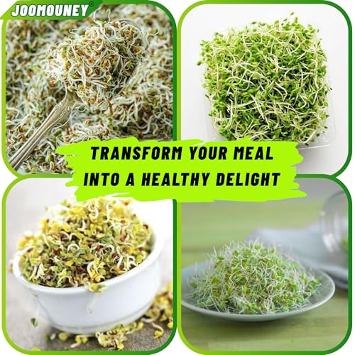 JOOMOUNEY Sprouts Making Glass Jar PACK OF TWO | With Seeds, Sprouter with Mesh Lid | Durable Reusable Sprout Maker Jar for Beans Grains & Seeds | Easy Drainage Hygienic BPA-Free (GREEN) - Image 3