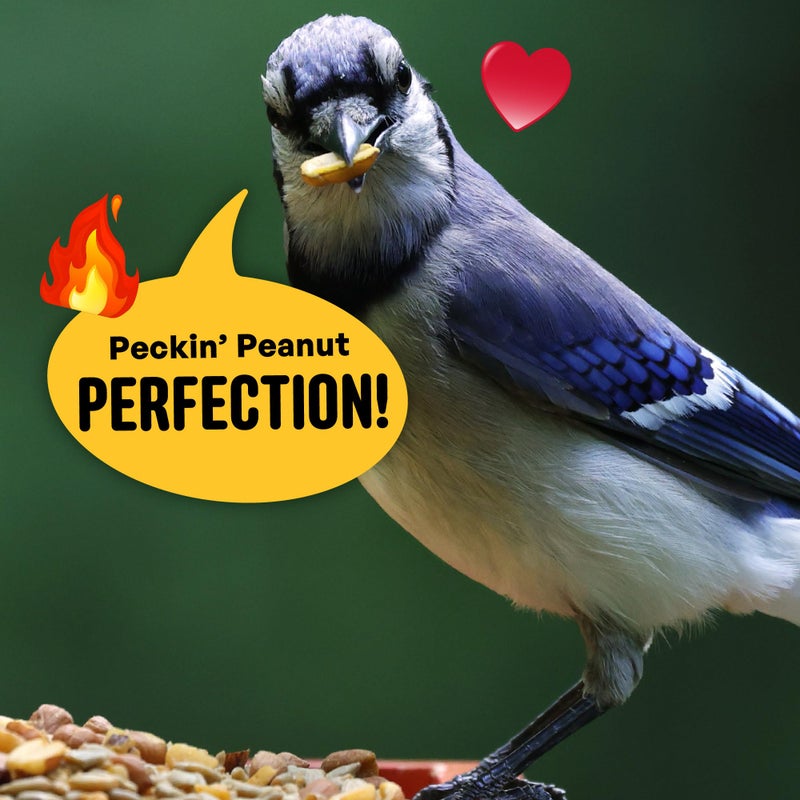 Cool Birds No Mess Sad Squirrels Hot Bird Seed - 10 lb. Spicy Shell-Free Blend with Peanuts, Sunflower Hearts & Chili Pepper Oil - No Waste, Squirrel-Resistant Bird Food for Outside Feeders - Image 5