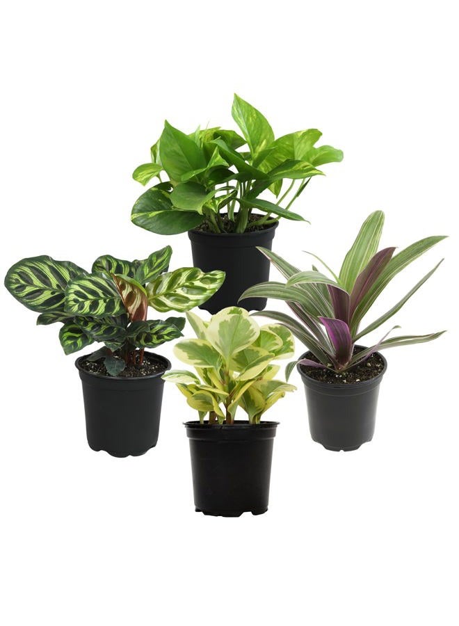 Plants for Pets مجموعة نباتات منزلية أساسية (4PK) نباتات حية داخلية في أصص، سهلة للعناية داخل المنزل، نبات الثعبان، باثوس في تربة الزراعة، هواء نقي - Image 1