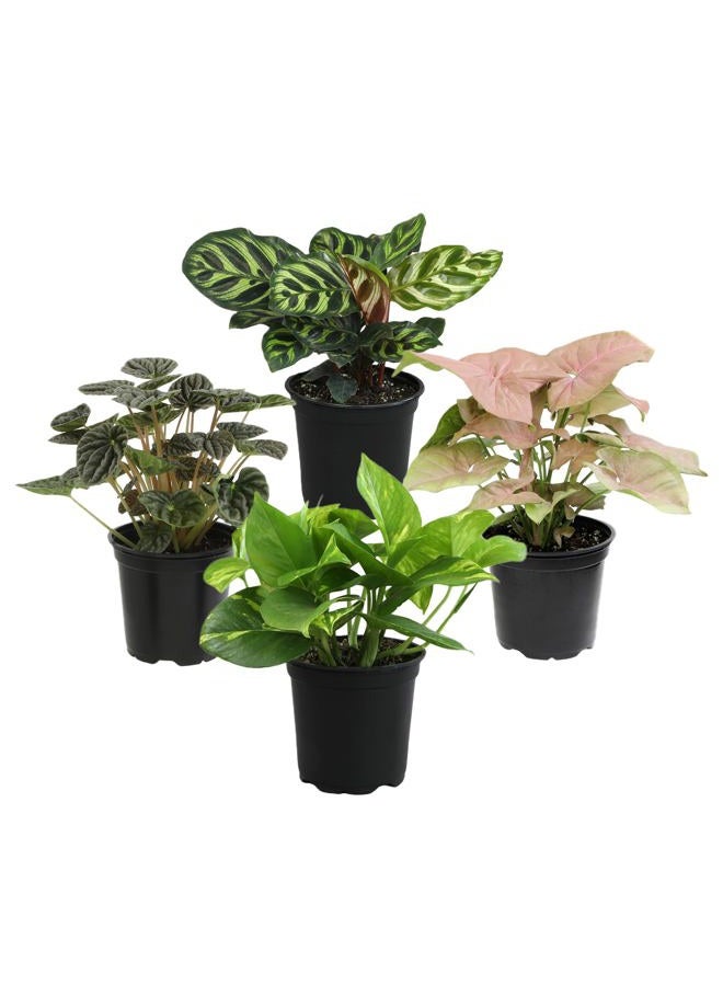 Plants for Pets مجموعة نباتات منزلية أساسية (4PK) نباتات حية داخلية في أصص، سهلة للعناية داخل المنزل، نبات الثعبان، باثوس في تربة الزراعة، هواء نقي - Image 4