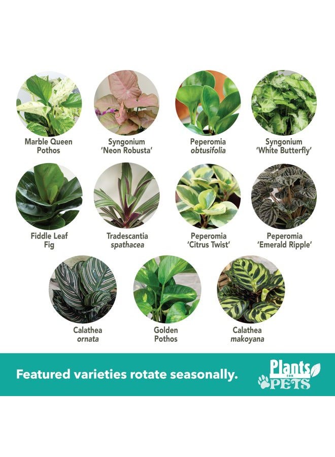 Plants for Pets مجموعة نباتات منزلية أساسية (4PK) نباتات حية داخلية في أصص، سهلة للعناية داخل المنزل، نبات الثعبان، باثوس في تربة الزراعة، هواء نقي - Image 2