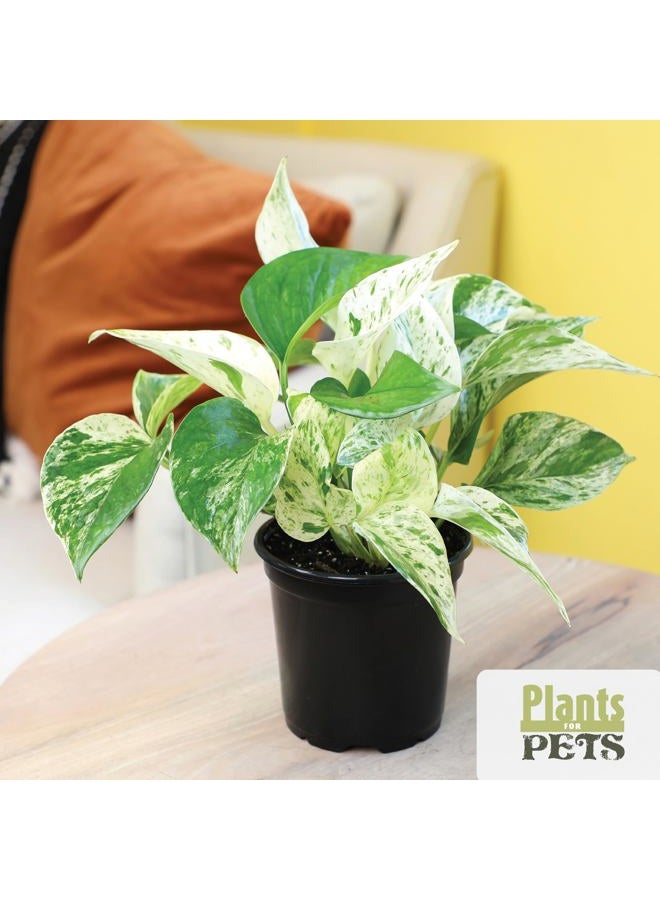 Plants for Pets مجموعة نباتات منزلية أساسية (4PK) نباتات حية داخلية في أصص، سهلة للعناية داخل المنزل، نبات الثعبان، باثوس في تربة الزراعة، هواء نقي - Image 5