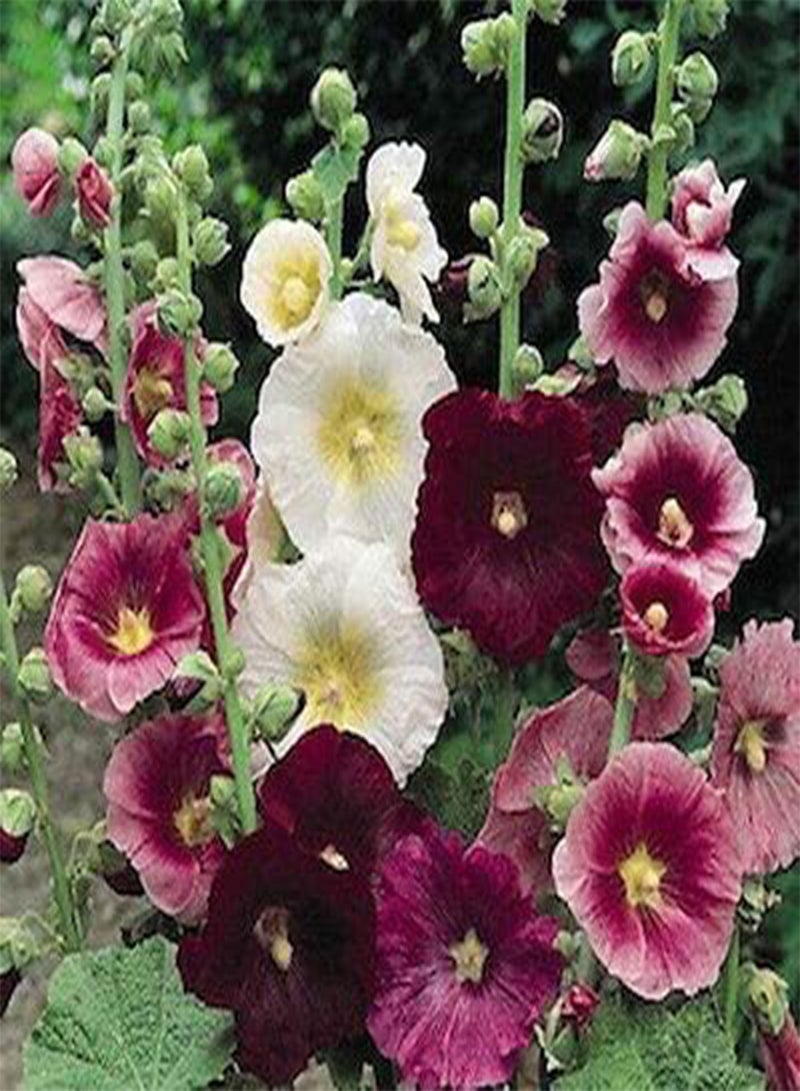 GGOOT seeds Fresh 100 pcs Alcea Rosea 'Nigra' Flower seeds for Planting Mixed 1