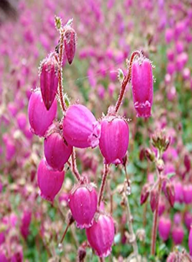 GGOOT seeds 200Pcs/Bag Campanula Medium seeds Prolific High Germination High Ornamental Value Bell seeds Planting Multicolor - Image 3