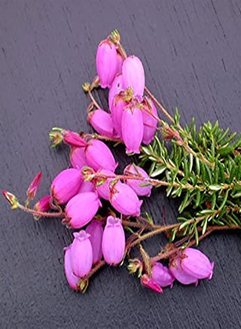 GGOOT seeds 200Pcs/Bag Campanula Medium seeds Prolific High Germination High Ornamental Value Bell seeds Planting Multicolor - Image 2