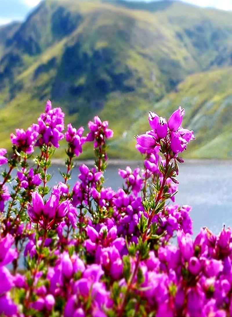 GGOOT seeds 200Pcs/Bag Campanula Medium seeds Prolific High Germination High Ornamental Value Bell seeds Planting Multicolor - Image 5