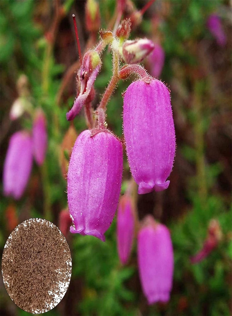 GGOOT seeds 200Pcs/Bag Campanula Medium seeds Prolific High Germination High Ornamental Value Bell seeds Planting Multicolor - Image 1