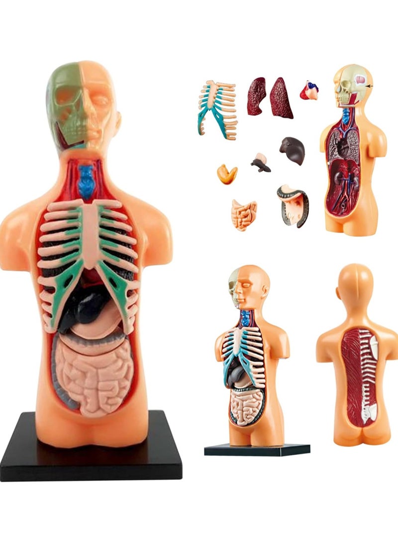 نموذج تشريحي لنصف الجسم. مجموعة جسم الإنسان للأطفال. نموذج الجذع بأجزاء قابلة للفصل. مجموعة العلوم الطبية لمرحلة ما قبل المدرسة والمدارس - Image 1