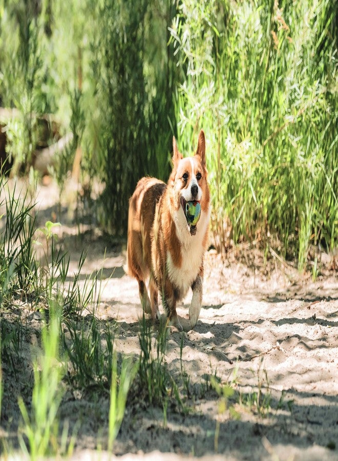 Chuckit! EcoFetch Fetch Ball Dog Toy, Medium (2.5 Inch Diameter) Pack of 1, for Breeds 20-60 lbs - Image 4