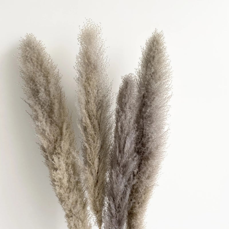Bluejw Large Dried Pampas Grass - Most Popular Decorative Flowers for Home Decor, Natural Dried Plants - Image 5