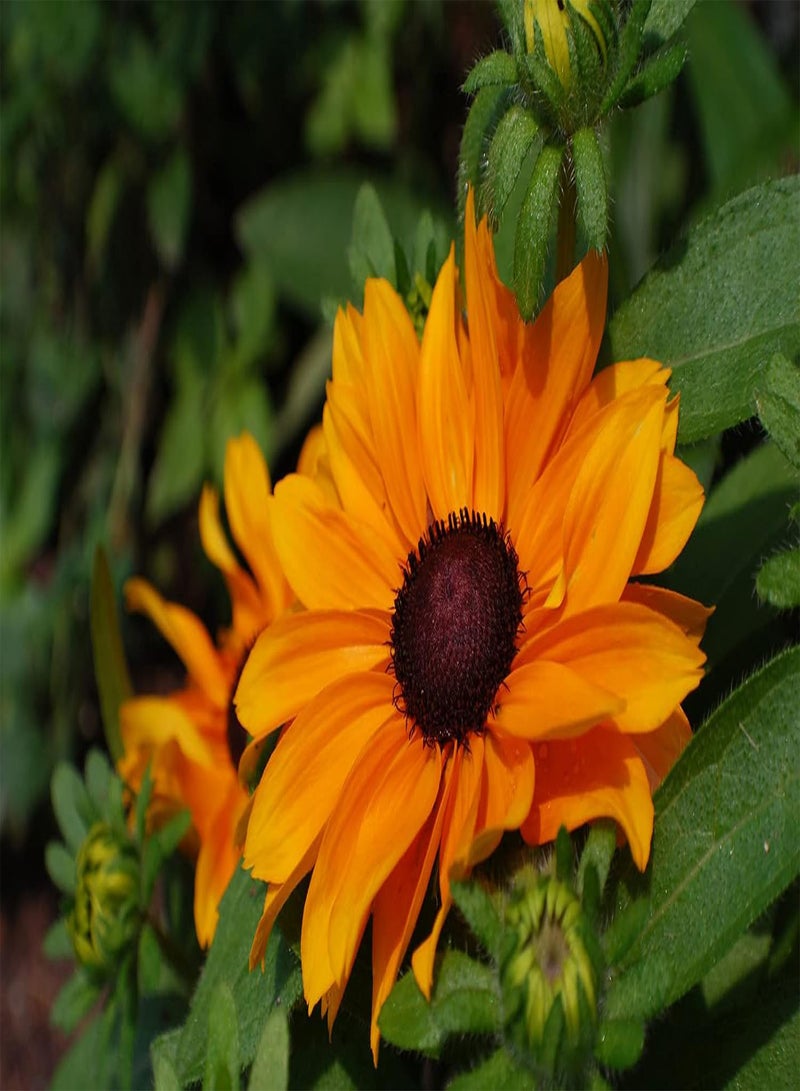GGOOT Rudbeckia Hirta 'Marmalade' - 100 (0.042g's) Perennial Flower Seeds - Image 1