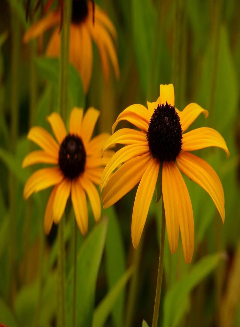 GGOOT Rudbeckia Hirta 'Marmalade' - 100 (0.042g's) Perennial Flower Seeds - Image 2