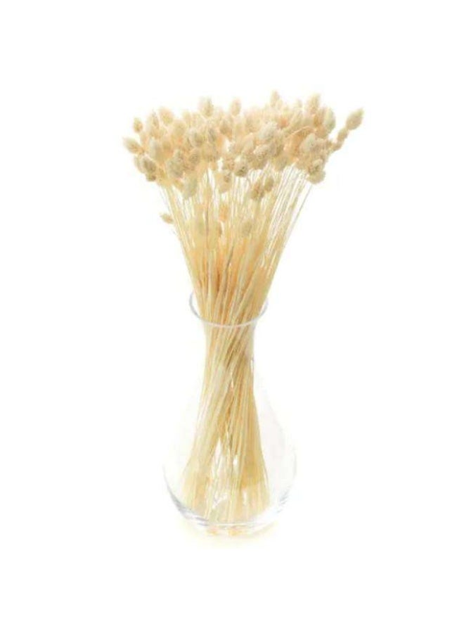 Phalaris , Dried White, Netherlands