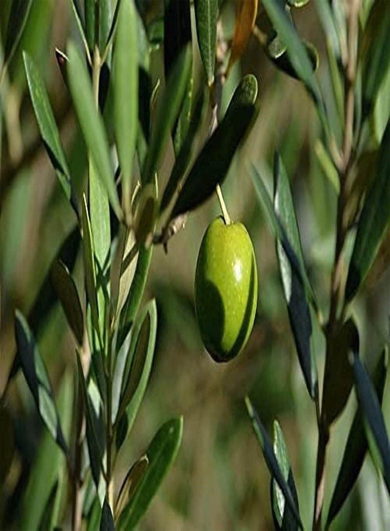 GGOOT 20pcs Olive Seeds Evergreen Tree Heirloom Seed for A Long Time by Customers Favorite Easy Care Bring A Sense of Accomplishment - Image 3