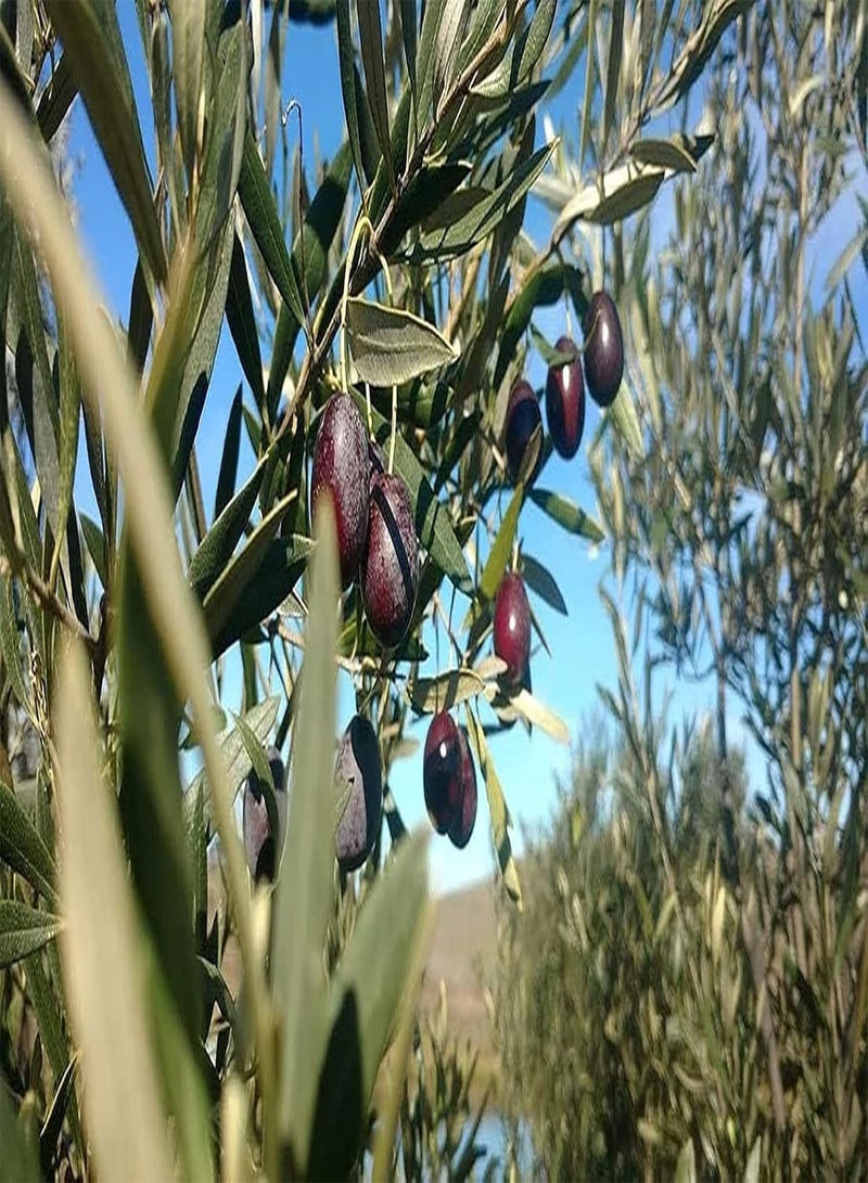 GGOOT 20pcs Olive Seeds Evergreen Tree Heirloom Seed for A Long Time by Customers Favorite Easy Care Bring A Sense of Accomplishment - Image 2