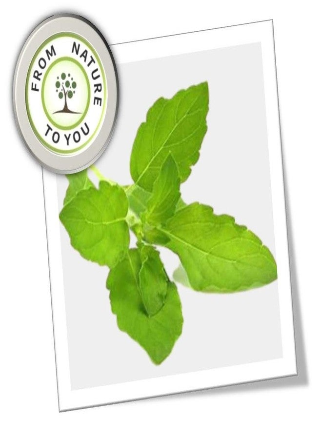 SYLVAN TULSI DROPS -20 ml X 2 Pcs.I Pack Of Two I Prepared with 5 types of Rare Basils, Immunity Booster, Anti Viral & Anti Bacterial - Image 4
