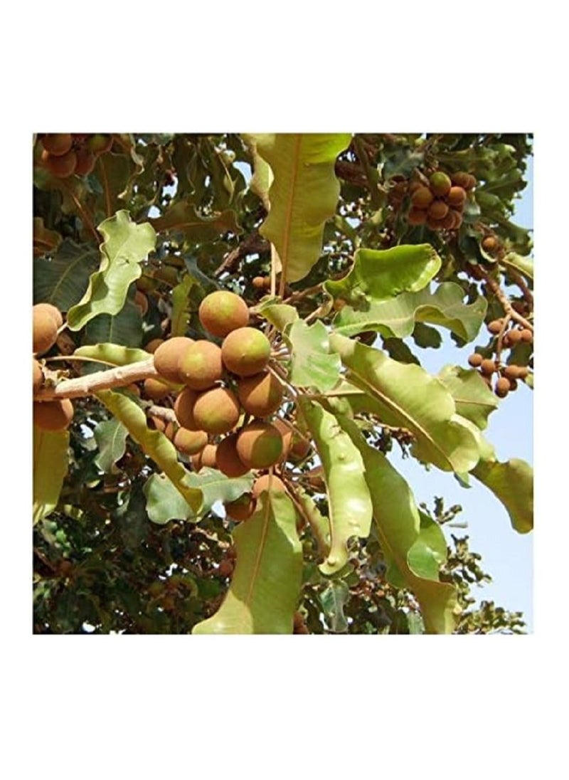 shea butter - African Shea Butter Unrefined Raw Smooth Natural Organic Pure & Premium Grade 250 ML yellow - Image 1