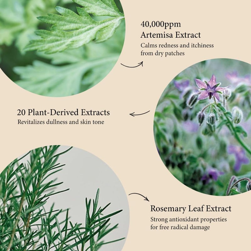 Fraijour Artemisia Bubble Facial Foam â€“ Korean Instant Foaming Face Cleanser for Dry & Sensitive Skin, Hydrating & Gentle Daily Wash, pH Balanced with Plant Extracts, Touchless Dispensing, 7.05 oz. - Image 3