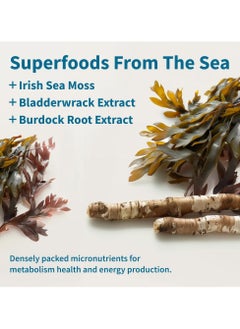 SNAP SUPPLEMENTS Irish Sea Moss Superfood From Sea With Bladder Wrack Extract Naturally Contains 92 Nutrients 60 Capsules  - Image 3