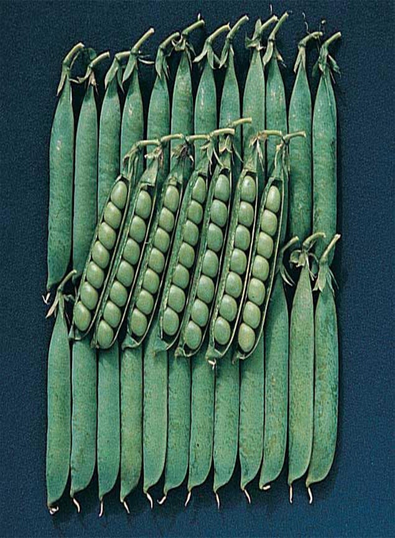 GGOOT Early Variety Spring Pea Seeds - Rich Dark Green Pods, Ideal for Fresh Eating, Perfect for Home Gardens, Non-GMO (125 Grams)