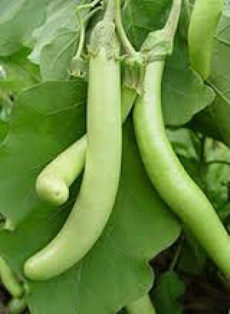 جي جوت 15 بذرة من الباذنجان الأخضر الطويل من لويزيانا - Image 1
