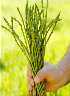 100Pcs Asparagus Seeds - pzsku/ZC51864DC6EDC0CC0FD50Z/45/_/1708338766/c41c6bd0-f868-470b-8cdc-209d2844bcae