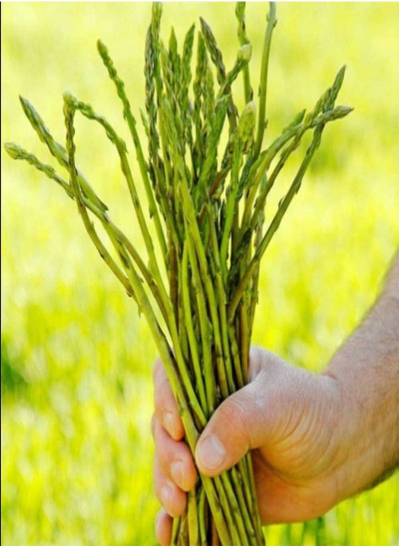 100Pcs Asparagus Seeds