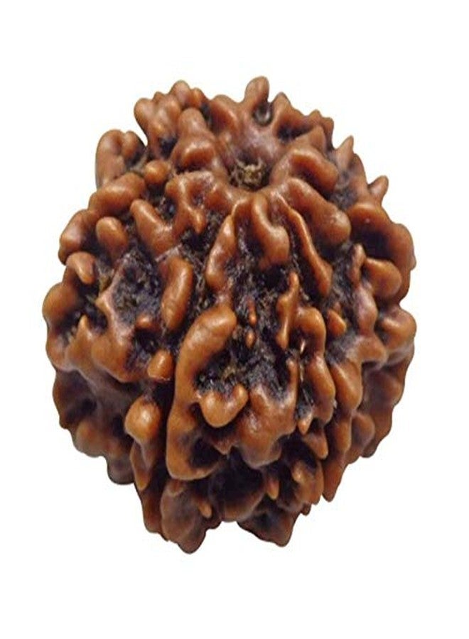 حبة رودراكشا نيبالية طبيعية معتمدة من مختبر TheGalaxy 7 Mukhi (سبعة أوجه)، مباركة لترديد المانترا. - Image 2