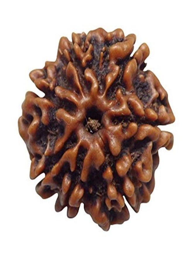 حبة رودراكشا نيبالية طبيعية معتمدة من مختبر TheGalaxy 7 Mukhi (سبعة أوجه)، مباركة لترديد المانترا. - Image 1
