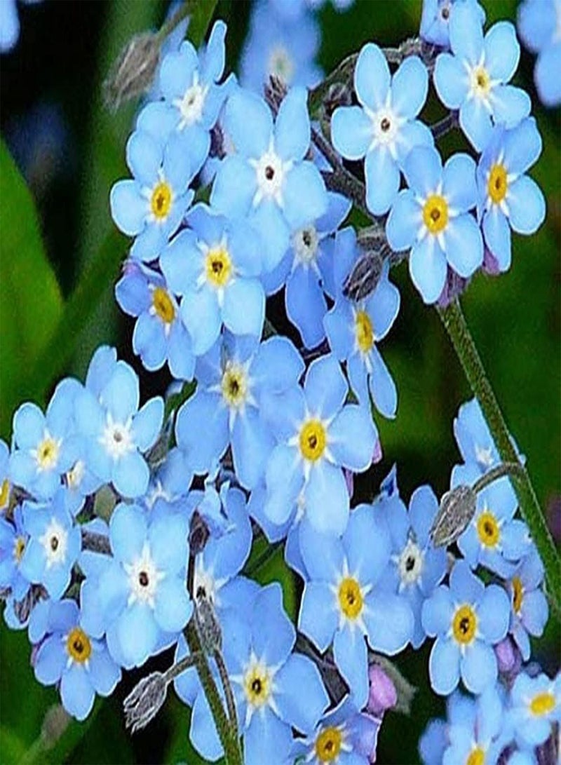 GGOOT 50pcs Forget Me Not Seeds Indoor Layout Cut Flowers Bouquet Vase Necessary Collocation Filling Gardening Planting Getting Started Variety - Image 2