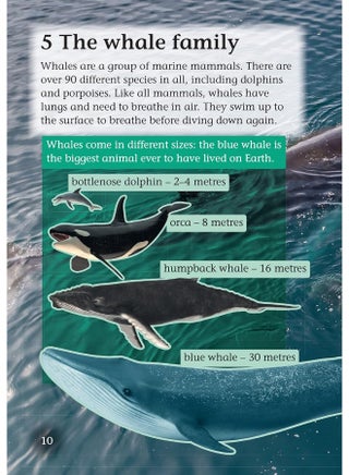Whale Strandings: A Mystery of Nature: Band 10+/White Plus - pzsku/ZC5315D93839A1509C755Z/45/_/1740733592/f3f94fc1-cdbf-4cbe-b9b9-99fe6cf8e5fc