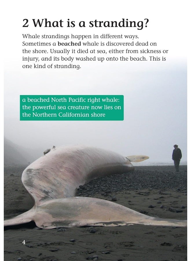 Whale Strandings: A Mystery of Nature: Band 10+/White Plus