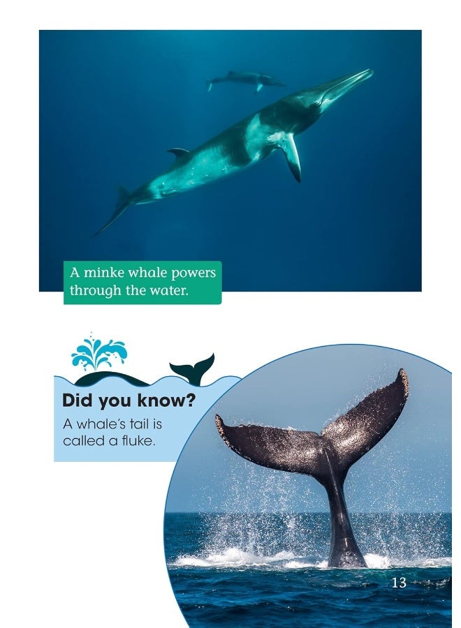 Whale Strandings: A Mystery of Nature: Band 10+/White Plus